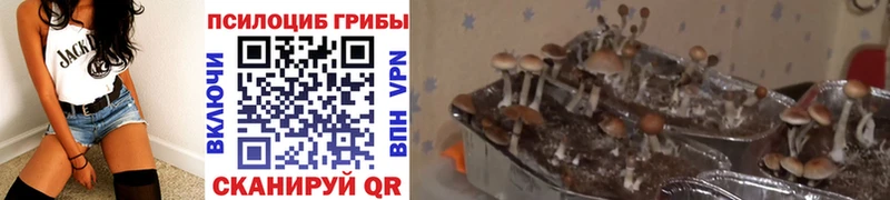 Галлюциногенные грибы Psilocybine cubensis  Купить где  Кяхта 